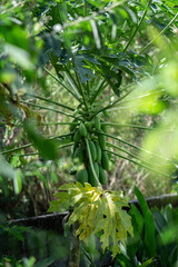 Papaya tree with green leaves and green papaya in garden