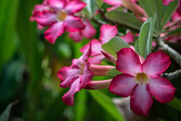 Adenium obesum pink tropical flowers with green leaves in tropical garden