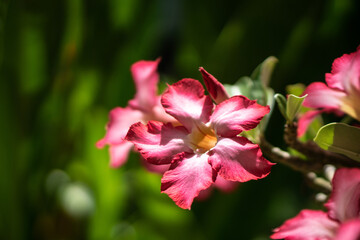 Adenium obesum pink tropical flowers with green leaves in tropical garden