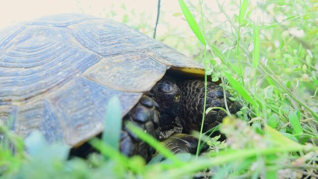 Close up view turtle in grassy area slowly peaking out head outside shell. Wildlife Republic georgia concept