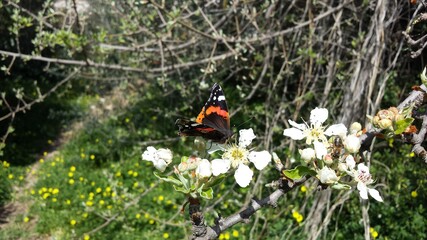 Black - white - orange color butterfly on a Pyrus amygdaliformis tree flowers.