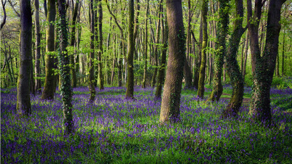 Fototapeta na wymiar Bluebell wood Cornwall England uk 