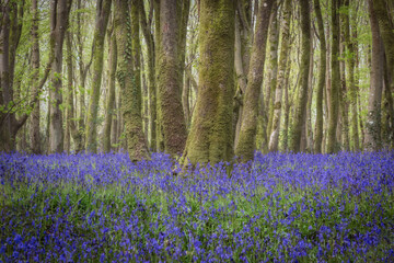 Fototapeta na wymiar Bluebell wood Cornwall England uk 