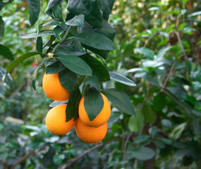 owoce pomarańczy na krzewie - obrazy, fototapety, plakaty