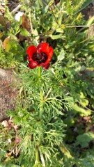 Adonis microcarpa red wildflower from Greece - obrazy, fototapety, plakaty