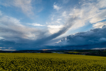 field of rapeseed