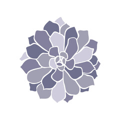 Beautiful collection with lilac succulent cactus hand drawn top view for decoration design. Vector template. Isolated illustration.