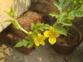 Yellow flowers in Vegetable Plant