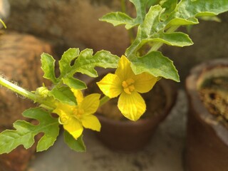 Yellow flowers in Vegetable Plant