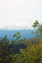 新緑の小山町の風景
