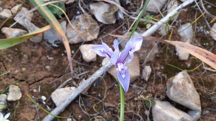 Light purple wild flower. Gynandriris sisyrinchium.