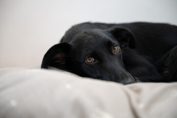 Black dog lying in her bed