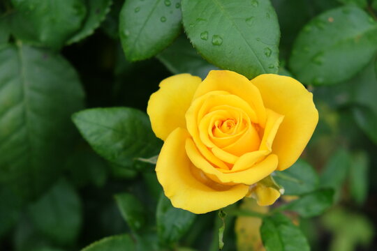 One yellow rose flower, close-up. Beautiful flower with yellow petals.
