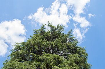Obraz premium silhouetted cedar canopy over sky with white clouds