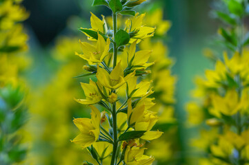 Lysimachia punctata dotted loosestrife yellow flowering spotted plant, beautiful small wild flowers in bloom