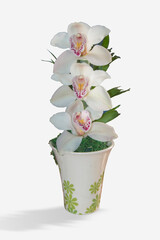ceramic flower pot with three natural white orchids isolated on white background