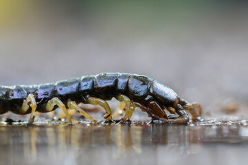 Giant centipede Scolopendra subspinipes