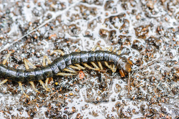 Giant centipede Scolopendra subspinipes