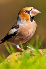 Hawfinch, Coccothraustes coccothraustes, Mediterranean Forest, Castile and Leon, Spain, Europe