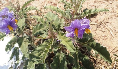 Solanum elaeagnifolium plant with flowers