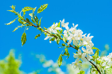 Obraz premium Closeup cherry flowers blooming on a spring cherry tree.