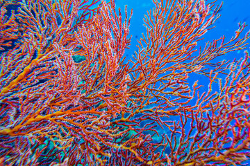 Sea Fan, Sea Whips, Gorgonian, Coral Reef, Bunaken National Marine Park, Bunaken, North Sulawesi, Indonesia, Asia