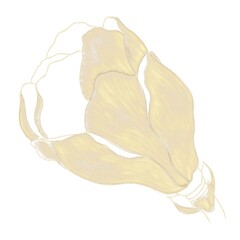 Gold illustration of a magnolia flower bud on a white background, hatched petals