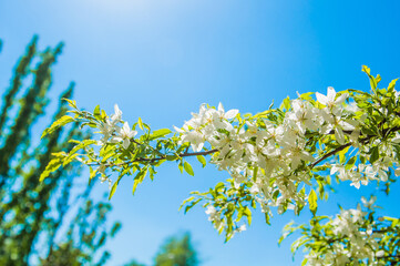 Obraz premium Cerry flowers blooming on a spring cherry tree.