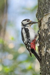 Beautiful portrait of Great spotted woodpecker female on nest with ants in the beak (Dendrocopos major)