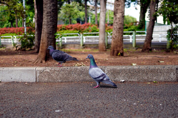 こちらを伺って動かない鳩と歩いている鳩