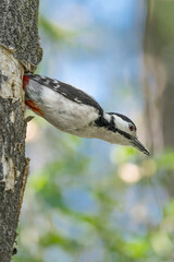 The Great spotted woodpecker returns to hunt after feeding its chicks (Dendrocopos major)