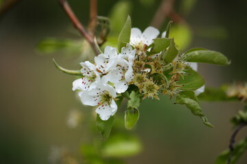 Nahaufnahme von Birnbaumblüten im Sonnenlicht