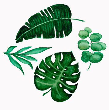 Hand-drawn watercolor leaves set