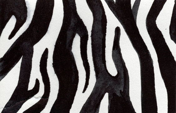Hand-drawn watercolor zebra skin background 