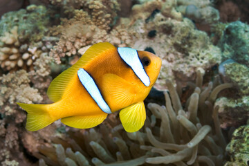 Fototapeta na wymiar Red Sea Clownfish, Two-banded Anemonefish, Amphiprion bicintus, Coral Reef, Red Sea, Egypt, Africa