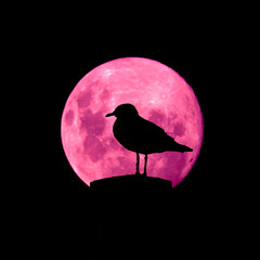 Silhouette of a seagull standing on a pole under the Full Pink Moon Sydney NSW Australia