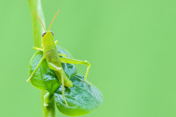 Green grasshopper hanging on the leaf and branch