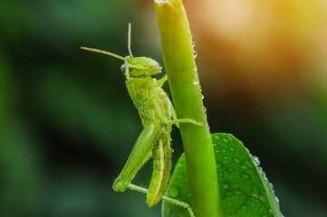 Green grasshopper hanging on the leaf and branch