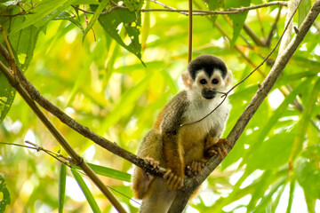 Naklejka na ściany i meble Central American Squirrel Monkey, Saimiri oerstedii, Tropical Rainforest, Corcovado National Park, Osa Conservation Area, Osa Peninsula, Costa Rica, Central America, America