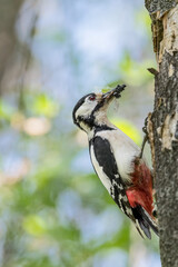 Feeding time, fine art portrait of Great spotted woodpecker female (Dendrocopos major)