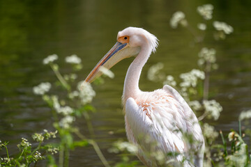 Portrait of a Great White Pelican on the shore of a large lake in summer. Wildlife in natural green environment.