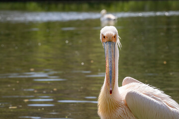 Portrait of a Great White Pelican on the shore of a large lake in summer. Wildlife in natural green environment.