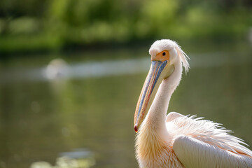 Portrait of a Great White Pelican on the shore of a large lake in summer. Wildlife in natural green environment.