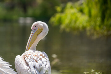 Portrait of a Great White Pelican on the shore of a large lake in summer. Wildlife in natural green environment.
