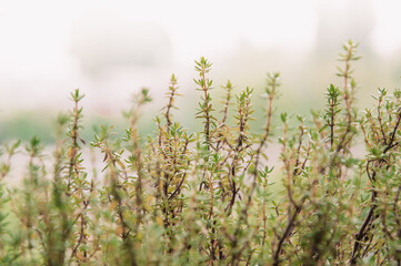 Macro image of fresh green thyme growing outdoors in the garden.