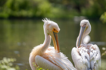 Two Great White Pelicans are seen cleaning feathers on the shore of a large lake in summer. Wildlife in natural green environment.