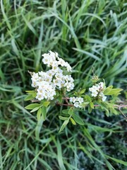 Close-up of blooming white flowers.