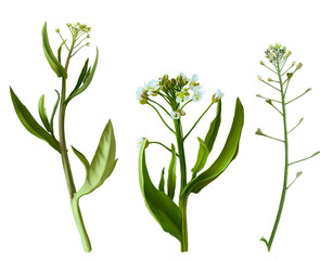 Set of Shepherd's Purse Herbs, watercolor illustration