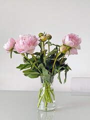 Size of peonies in a glass vase on a neutral background. Close-up of flowers Pink peonies . Beautiful peony flower for catalog or online store. Floral shop concept . Beautiful fresh cut bouquet.