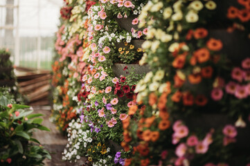 kwiaty ogrodnictwo